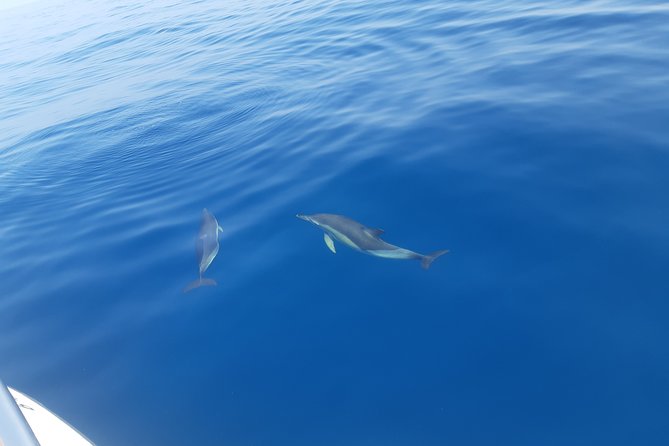 2 Hours Dolphin Watching in Marbella - Marbella Dolphin Cruise: what 2 hours feels like