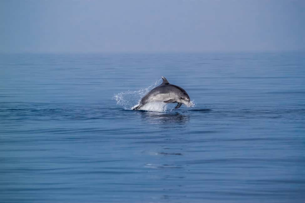 Benalmadena: Dolphin Sighting Boat Tour - Key things to know before you go