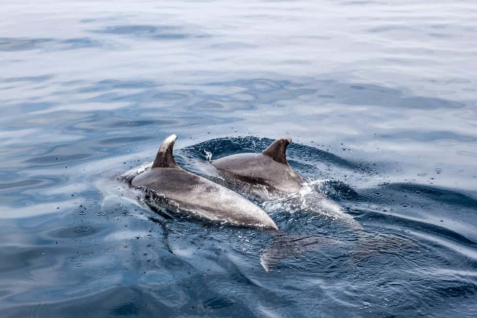 Benalmadena: Dolphin Sighting Boat Tour - Setting Sail From Benalmádena: Easy, Scenic Start