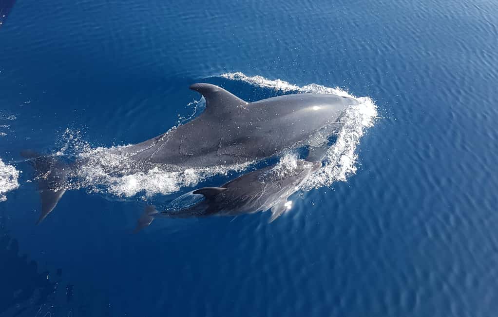Benalmadena: Dolphin Sighting Boat Tour - Dolphin Watching: When the Water Changes Everything