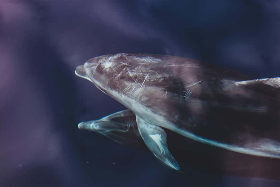 Benalmadena: Dolphin Sighting Boat Tour - What the 2-Hour Plan Actually Looks Like