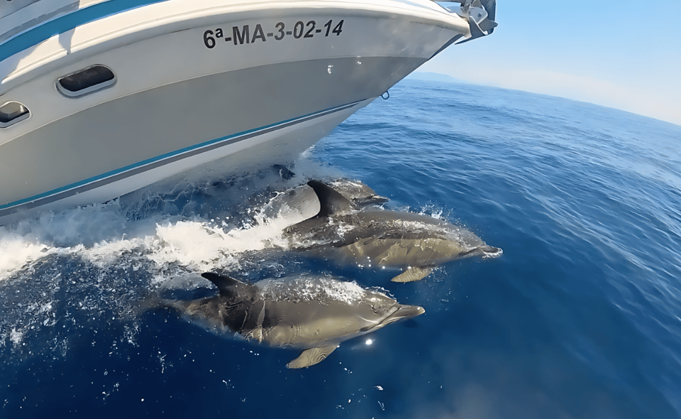 Benalmadena: Private Boat Trips - Price at $201 per person: when it’s good value