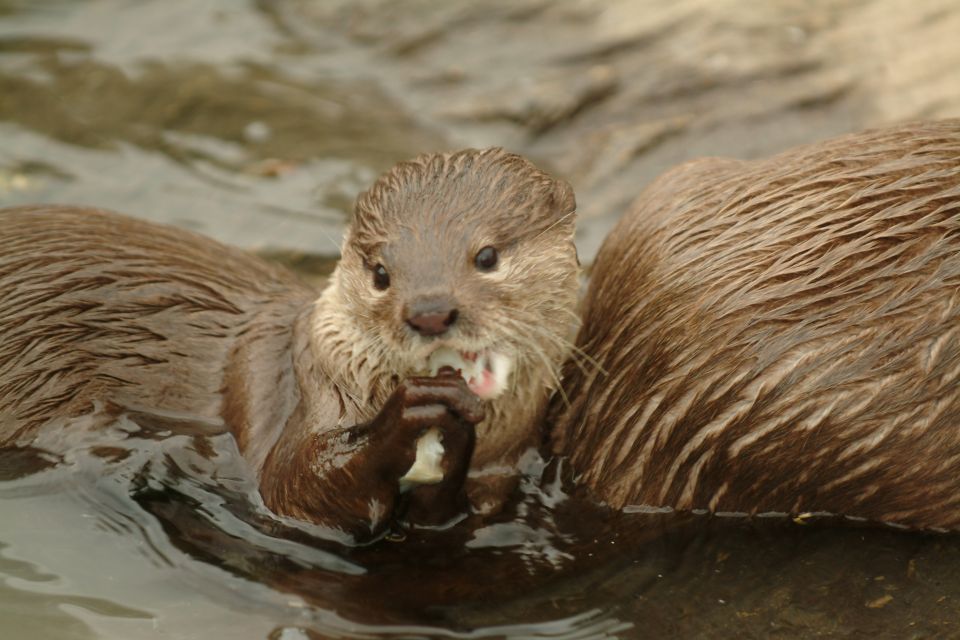 Benalmádena: Sea Life Benalmádena Premium Entry Ticket - Key Highlights You’ll Actually Care About