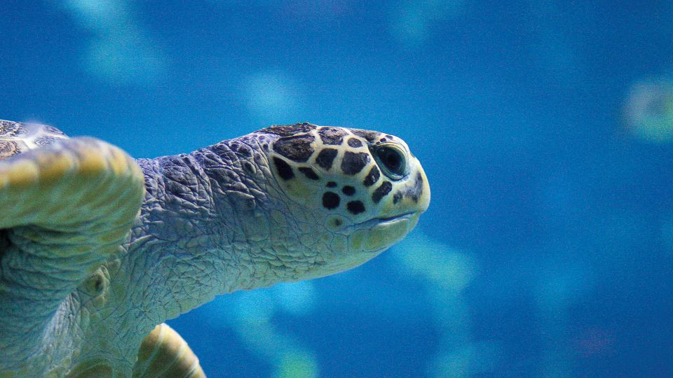 Benalmádena: Sea Life Benalmádena Premium Entry Ticket - Jurassic Tunnel and the Fun of Seeing Animals in Motion