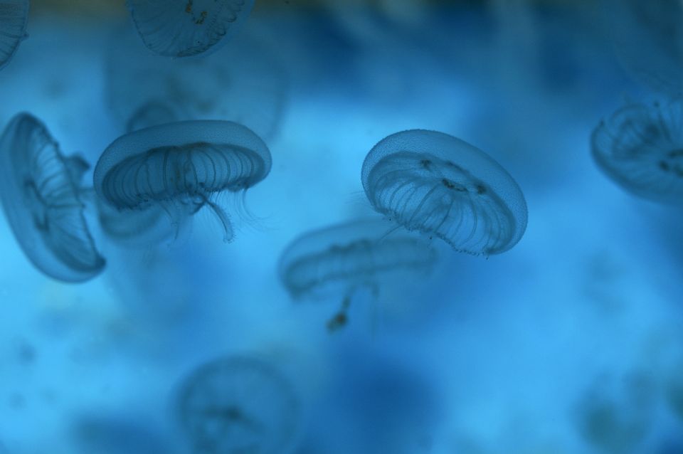 Benalmádena: Sea Life Benalmádena Premium Entry Ticket - Creature Feeds, Quiz Trails, and Fun Talks (How to Use Them)