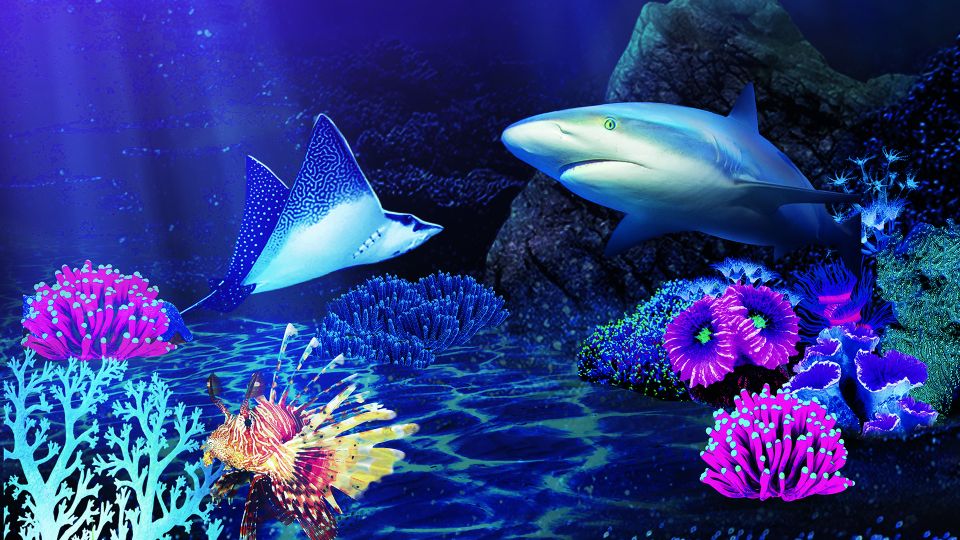 Benalmádena: Sea Life Benalmádena Premium Entry Ticket - Price and Value: Is $26 a Good Deal?