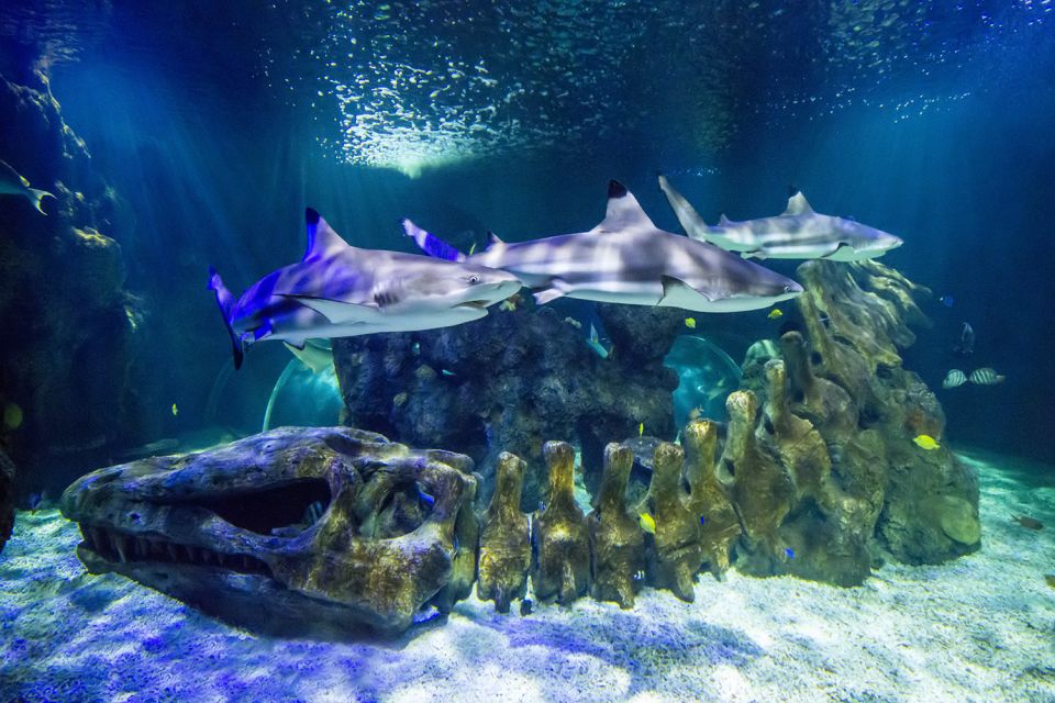 Benalmádena: Sea Life Benalmádena Premium Entry Ticket - Premium Entry That Lets You Come and Go All Day