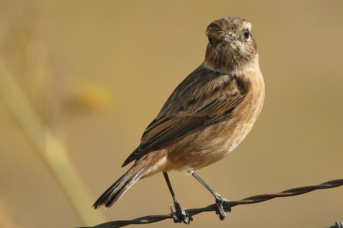 Birding Costa del Sol Day tour - Price and logistics (what $433.72 per group really means)