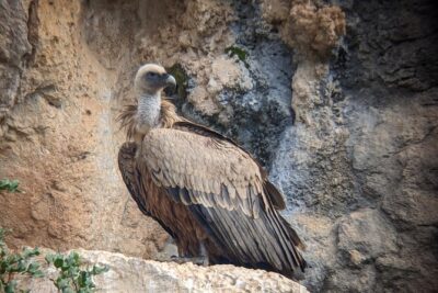 Birding Costa del Sol Day tour - The guide factor: why Florent-style birding changes the day