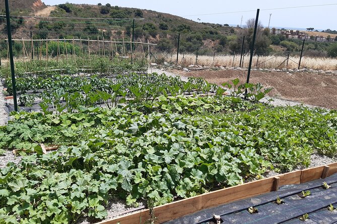 Chefcooking Paella from our Andalusian Grandmother at a Family Farm - Meeting at Las Marías: arriving, then eating immediately
