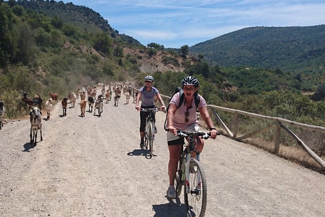 Cycling - Via Verde de la Sierra - 36km - Easy Level - Transfers from Ronda: The logistics that make self-guided feel easy