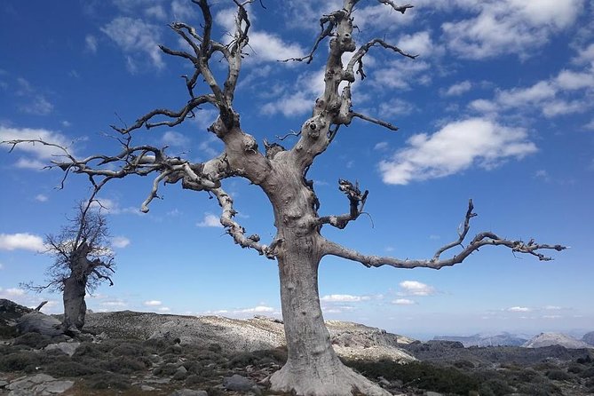 Dayhikes with pick-up from Marbella and Estepona - Trail stop: Sierra de las Nieves National Park and what you’ll notice