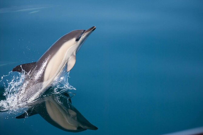 Dolphin Watching Adventure in Estepona Bay - Comfort, drinks, and that “we’re in this together” vibe