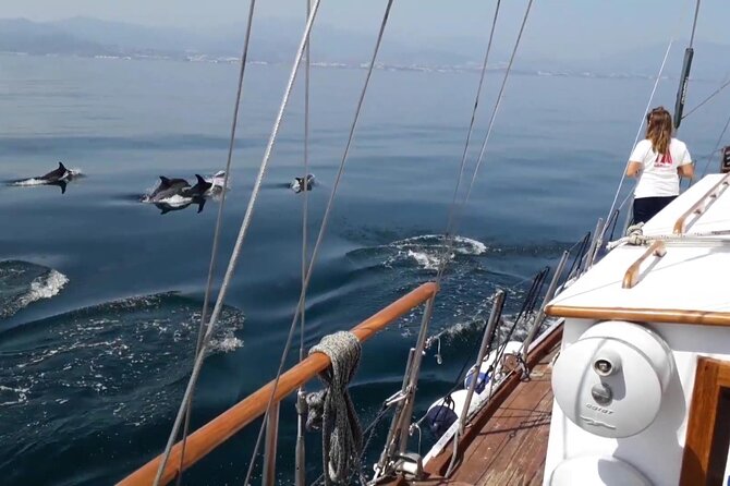 Dolphin Watching Adventure in Estepona Bay - The swim stop: how to plan so it actually works for you