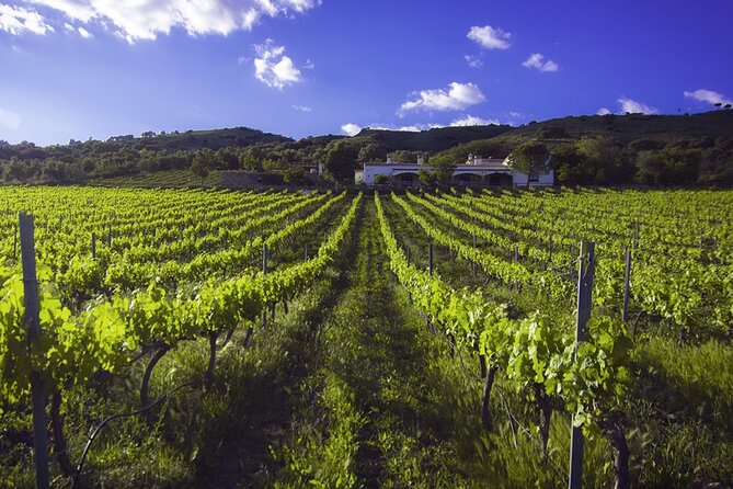 e-Bike (Self-Guided) & Winery tour - 20km Easy - Who this tour is best for (and who should think twice)
