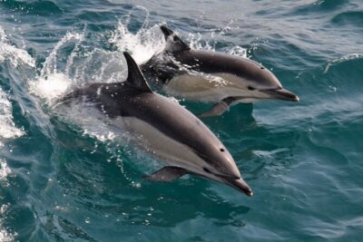 Excursion to Gibraltar with Dolphin Watching from Malaga - Border and entry notes: bring patience, especially with UK passports