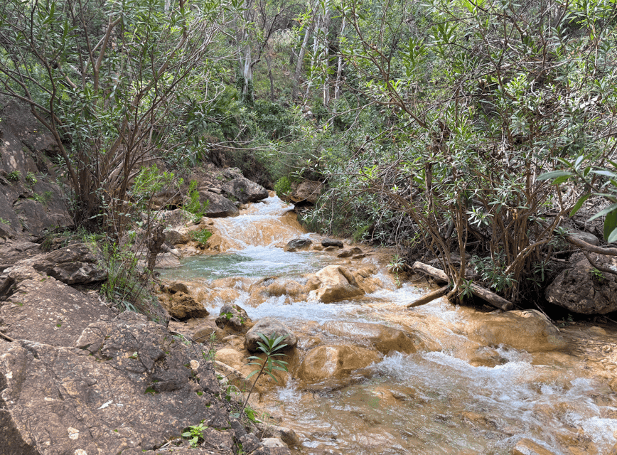 Explore Marbella's Nature: Guided Hiking And Foraging Trip - Foraging 101: How to Spot Rosemary, Sage, and Fennel