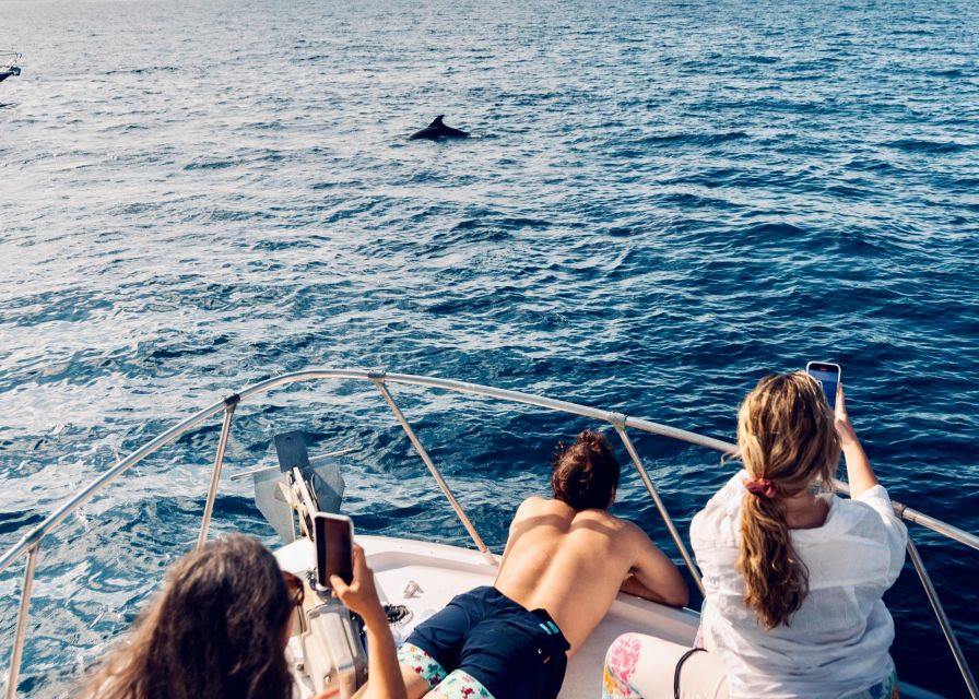 From Benalmádena & Torremolinos: Dolphin Watch Boat Trip - Wildlife viewing: bottlenose and common dolphins plus sunfish