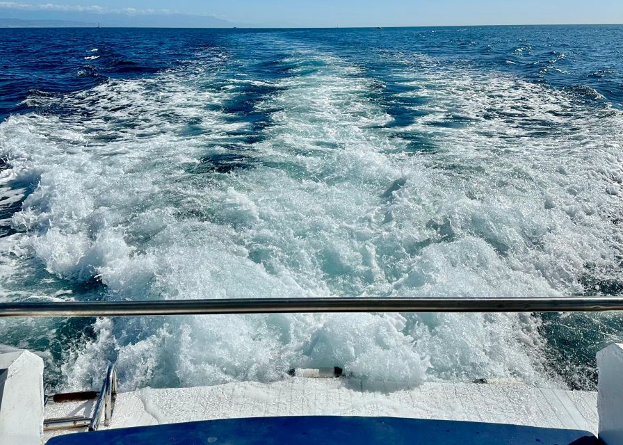 From Benalmádena & Torremolinos: Dolphin Watch Boat Trip - Price and value: is $42 worth a dolphin watch?