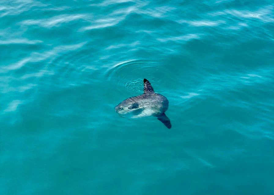 From Benalmádena & Torremolinos: Dolphin Watch Boat Trip - Who should book this Benalmádena dolphin watch?