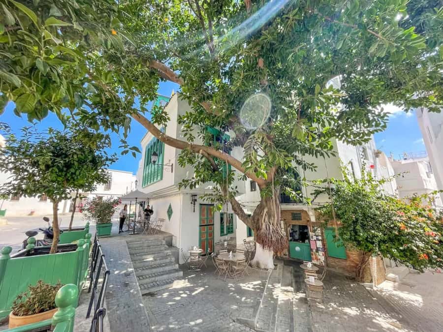 From Costa del Sol: Discover Tangier on a Guided Day Trip - Souk Stops and the Bazaar Option: Shopping Time Without the Pressure