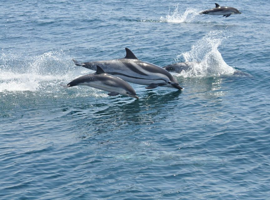 From Costa del Sol: Gibraltar Dolphin Watching by Boat - Should you book this Gibraltar Dolphin Watching day trip?