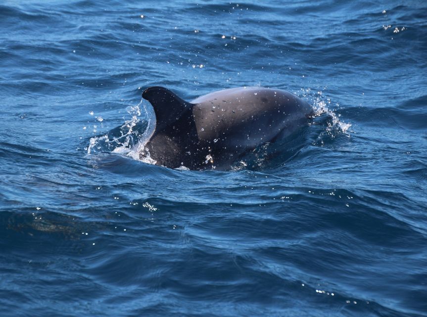 From Costa del Sol: Gibraltar Dolphin Watching by Boat - Gibraltar First: Casemates Square, Gardens, Marina Bay, and Beach Options