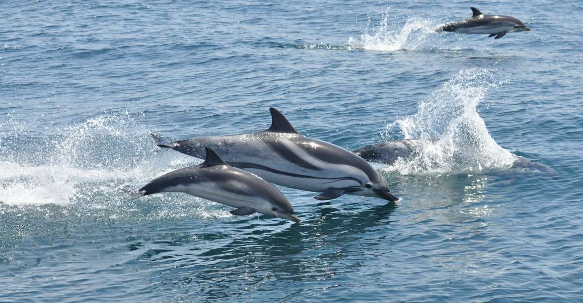 From Costa del Sol: Gibraltar Dolphin Watching by Boat - Who This Tour Fits Best (and Who Might Want a Different Plan)