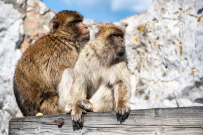 From Fuengirola: Gibraltar Day Trip - Getting across the border: the part that controls your schedule