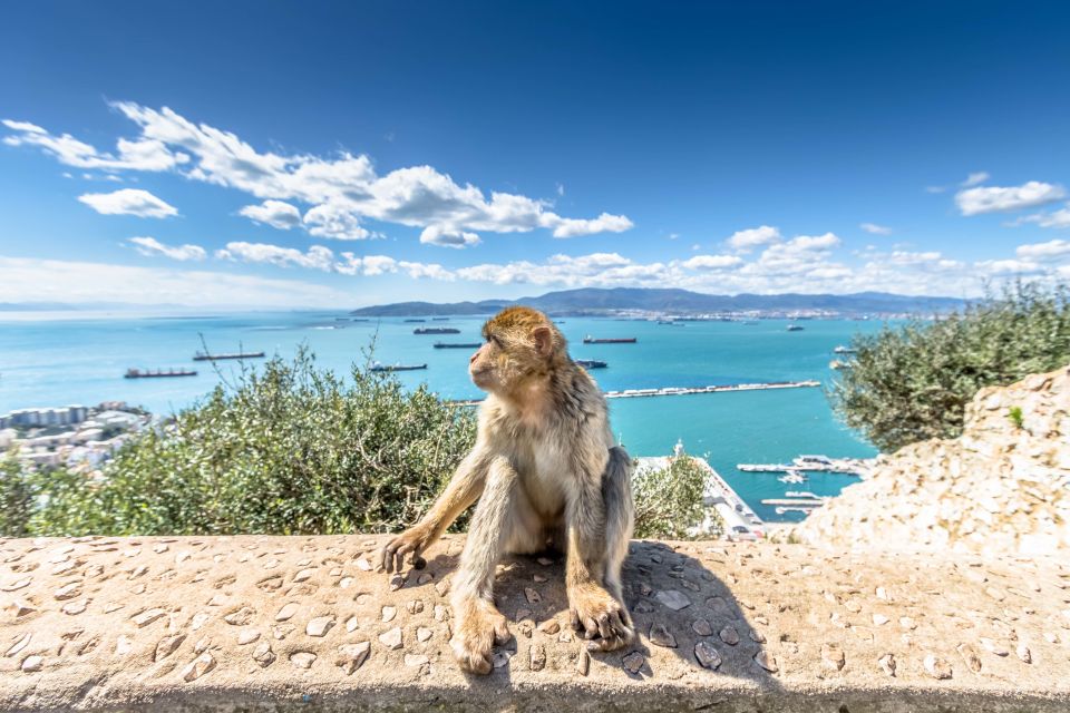From Malaga and Costa del Sol: Gibraltar Sightseeing Tour - Gibraltar feels like three places at once: Britain, Spain, and Africa