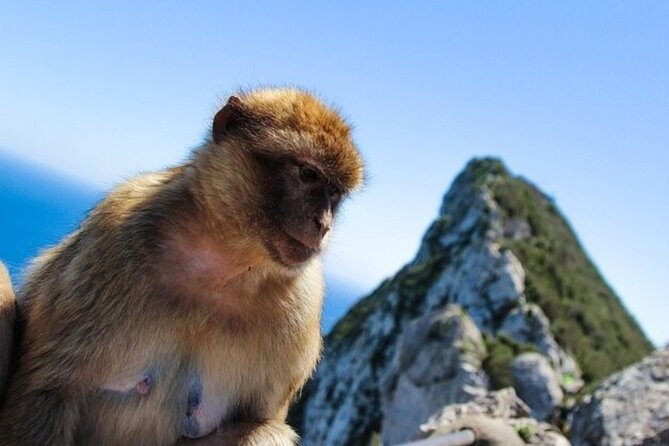From Malaga, Gibraltar excursion with transport - Price and Logistics: What you’re really paying for