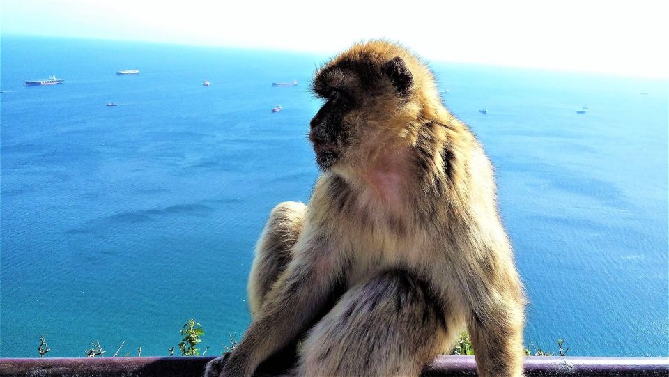 From Málaga or Marbella: Private Gibraltar Tour - From Málaga or Marbella pickup to Gibraltar in one smooth move