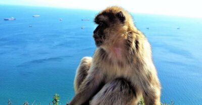 From Málaga or Marbella: Private Gibraltar Tour - Crossing into Gibraltar: the Rock you can’t ignore