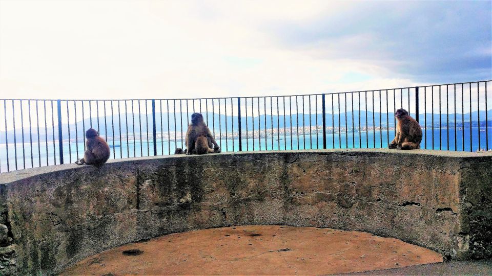 From Málaga or Marbella: Private Gibraltar Tour - Barbary macaques: what to expect (and how to handle the moment)