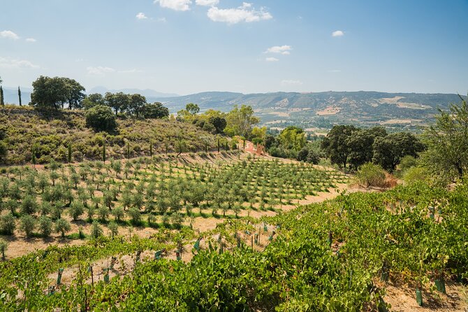 From Malaga: Ronda, Wine & Olive Oil Tasting Premium Small Group - Winery Time in Sierra de Ronda: The Tasting That Changes the Mood
