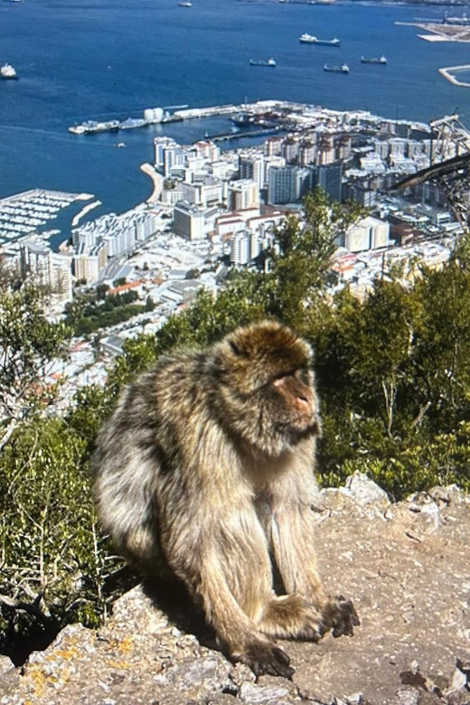 From Marbella/Estepona: VIP Gibraltar Tour Monkeys + Nature Reserve + Shopping - A Tight 6 Hours With Two Big Payoffs: Monkeys and Shopping