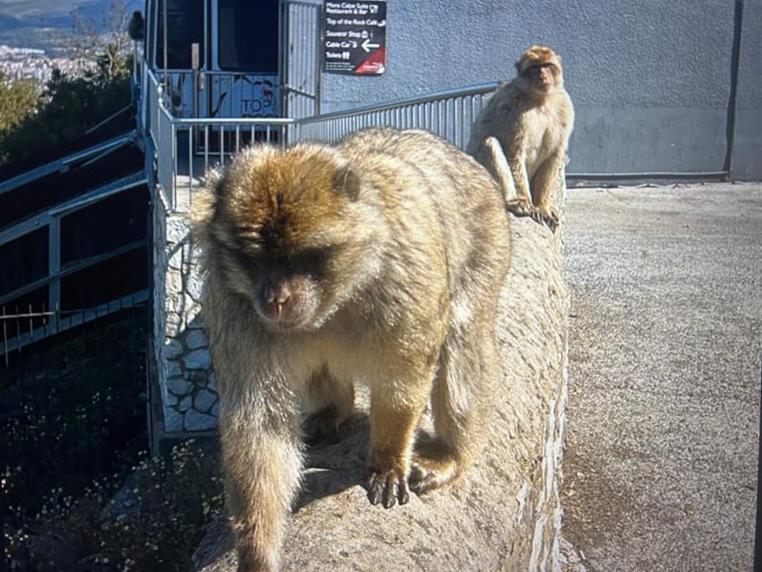 From Marbella/Estepona: VIP Gibraltar Tour Monkeys + Nature Reserve + Shopping - Gibraltar Town and Tax-Free Shopping: Where the Day Turns Practical
