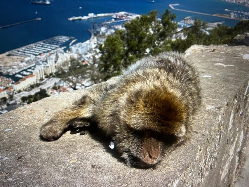 From Marbella/Estepona: VIP Gibraltar Tour Monkeys + Nature Reserve + Shopping - Weather, Visibility, and How to Get the Most Out of the Rock