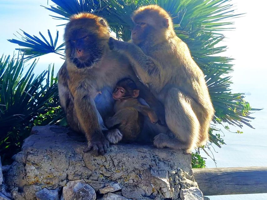 From Marbella: Guided Private Trip to Gibraltar and Estepona - A Private Day Loop You Can Actually Manage