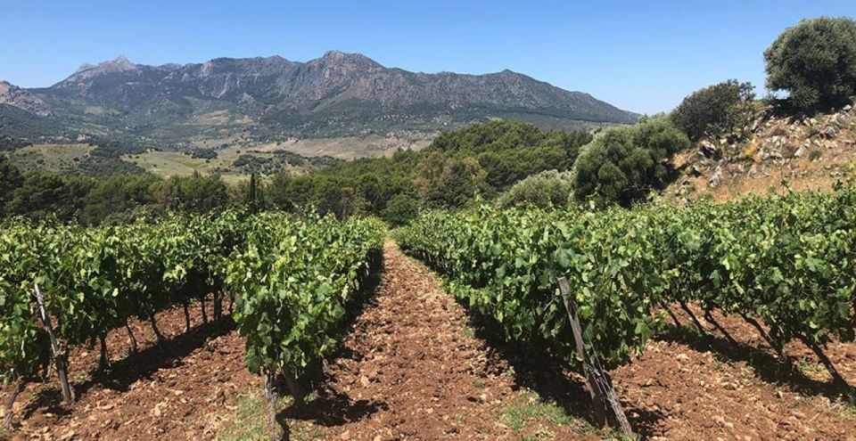 From Marbella: Ronda Tour Wineries Tour with Lunch - Key highlights at a glance
