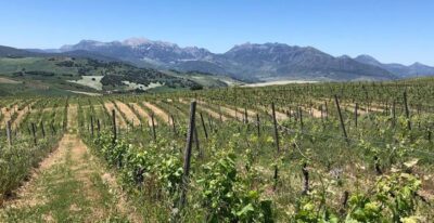 From Marbella: Ronda Tour Wineries Tour with Lunch - How to use your time in Ronda without rushing