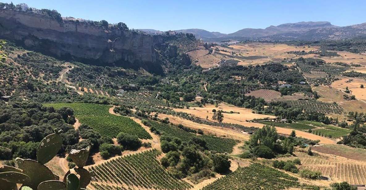 From Marbella: Ronda Tour Wineries Tour with Lunch - The lunch: tapas style and built for pairing