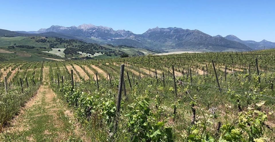 From Marbella: Ronda Tour Wineries Tour with Lunch - How to use your time in Ronda without rushing