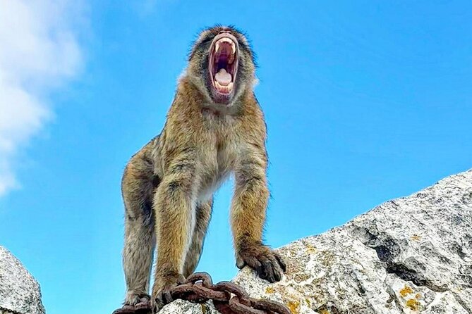 Gibraltar Private Daytrip From Malaga - Skywalk: the best photo moment, and the height factor