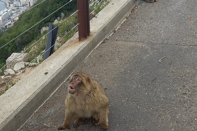 Gibraltar Private Tour from Malaga and Surrounding Areas - Great Siege Tunnels: fortress engineering with WWII-era value