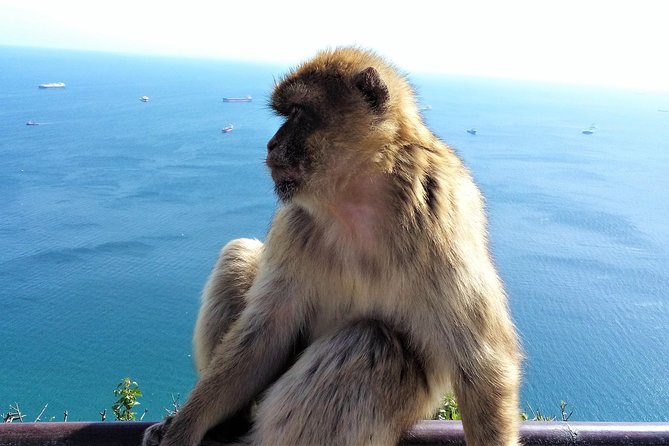 Gibraltar private tour from Marbella or Malaga - Why Gibraltar Works So Well on a Half-Day