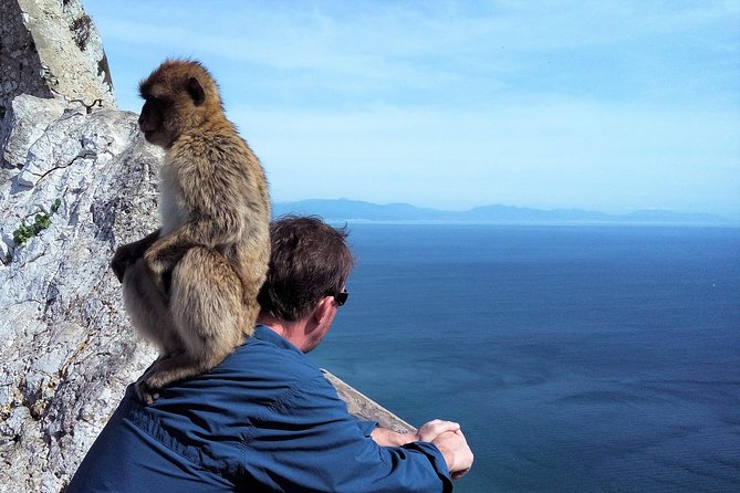 Gibraltar private tour from Marbella or Malaga - Stop 2: Gibraltar Upper Rock Nature Reserve (A Fast Intro to the Rock)