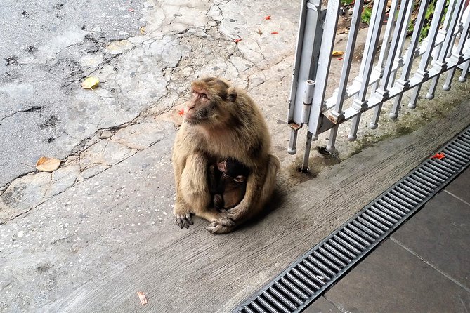 Gibraltar private tour from Marbella or Malaga - Stop 4: Apes Den and the Barbary Macaques (Wild, Not Zoo-Quiet)