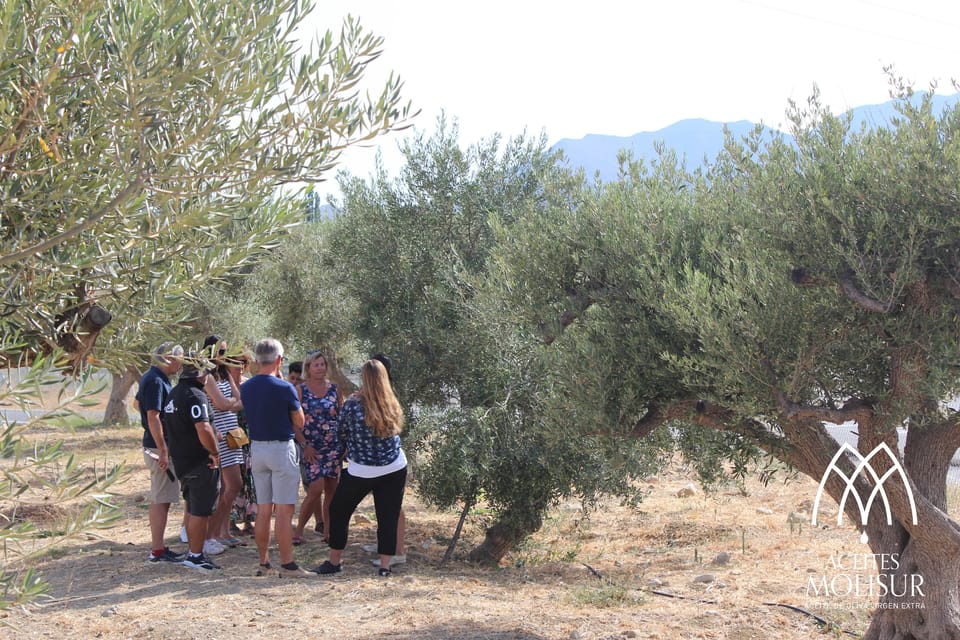 Guided tour and oil tasting at the Aceites Molisur factory - Olive groves and harvesting: learning what happens before the mill