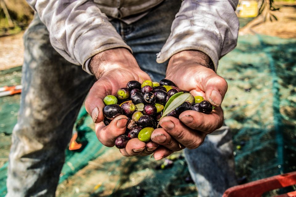 Guided tour and oil tasting at the Aceites Molisur factory - Tasting three extra virgin olive oils like a pro
